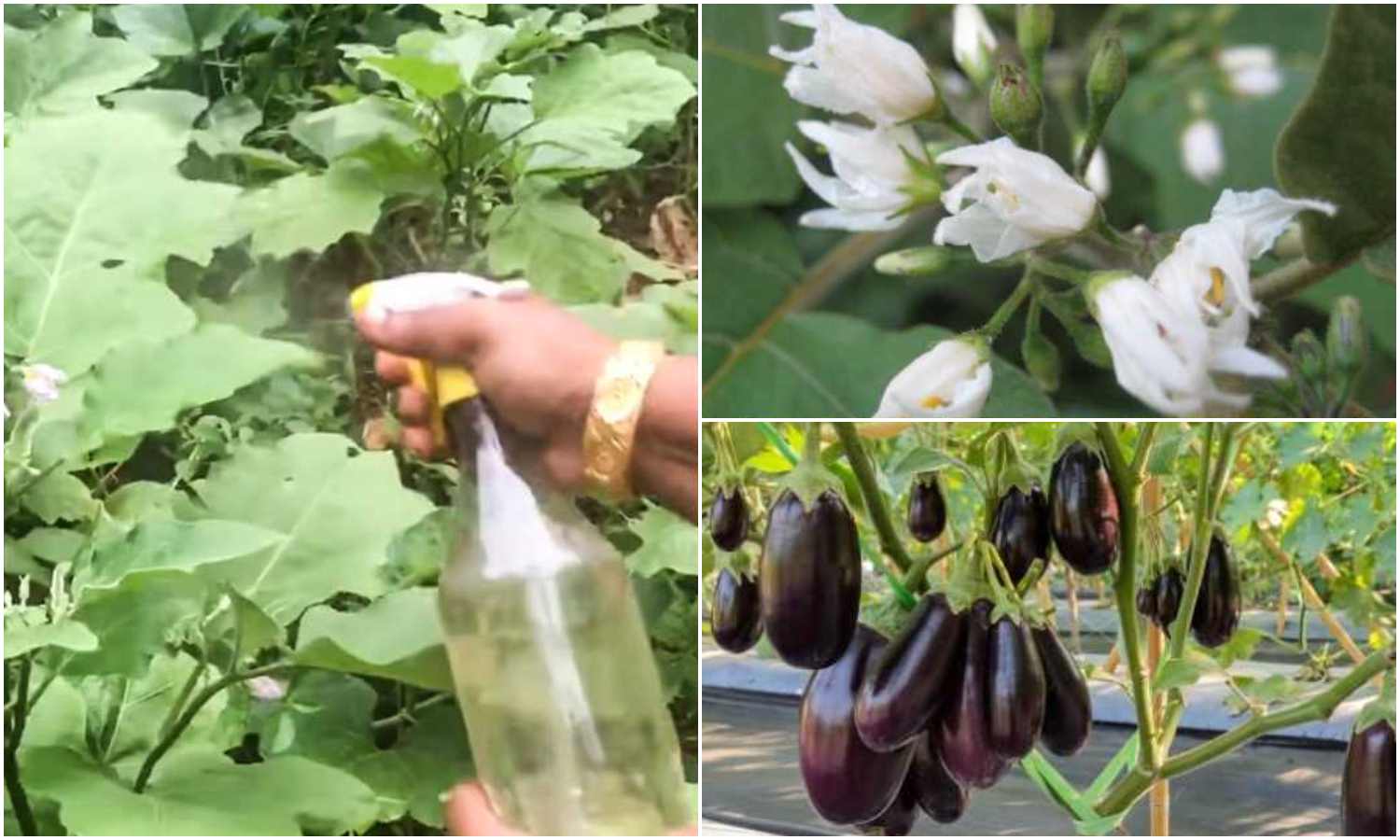 Easy Brinjal Cultivation Tricks