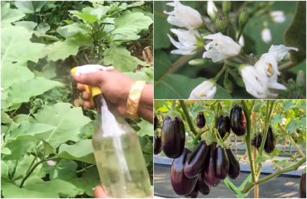 Easy Brinjal Cultivation Tricks