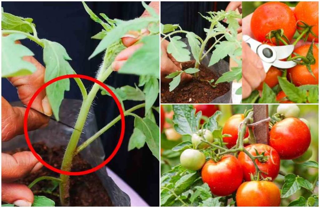 Easy Tips To Tomato Pruning