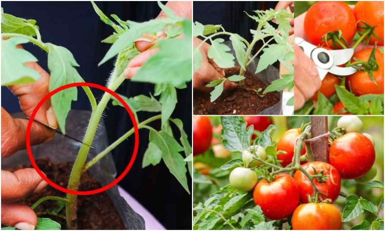 Easy Tips To Tomato Pruning