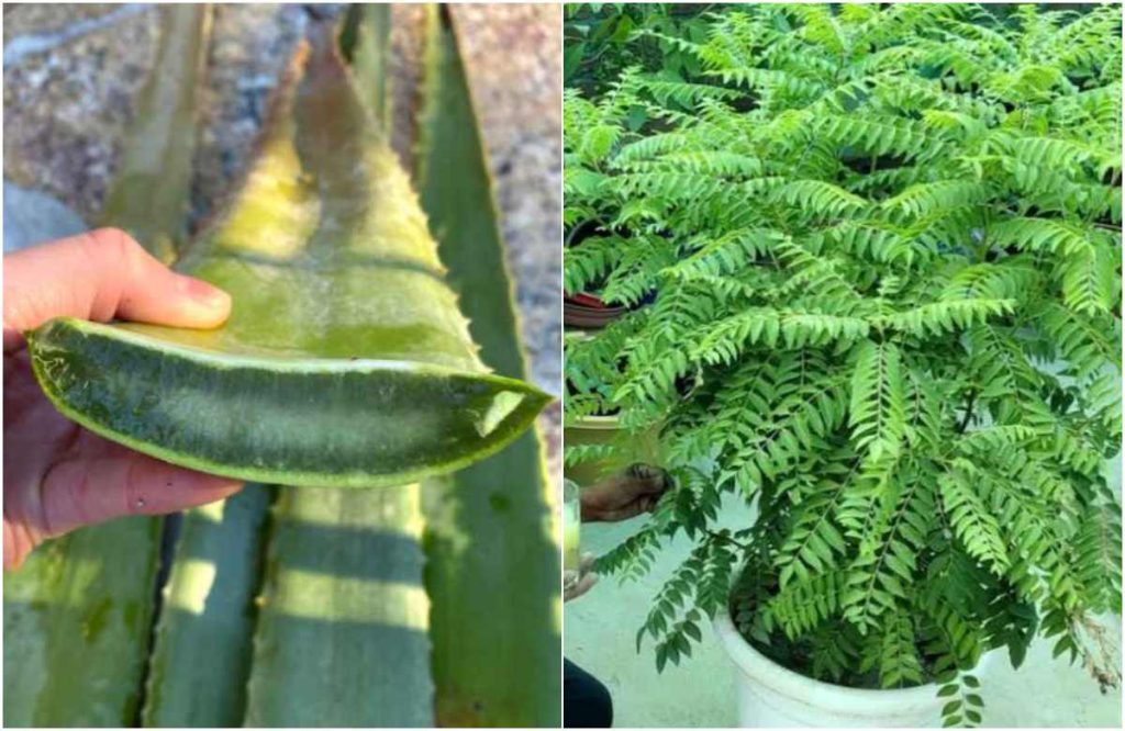 Curry Leaves Krishi Using Aloe Vera