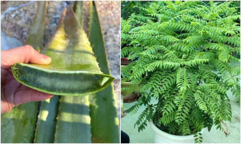 Curry Leaves Krishi Using Aloe Vera