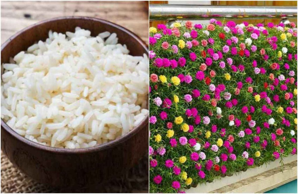 Magic Fertilizer For Plants Using Leftover Rice