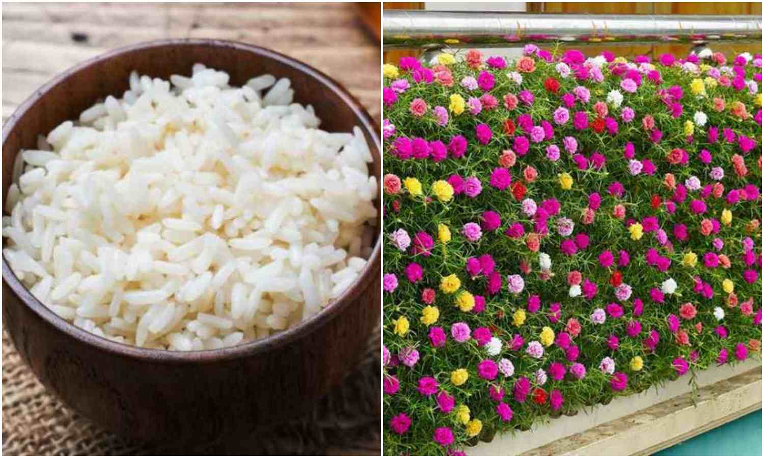 Magic Fertilizer For Plants Using Leftover Rice