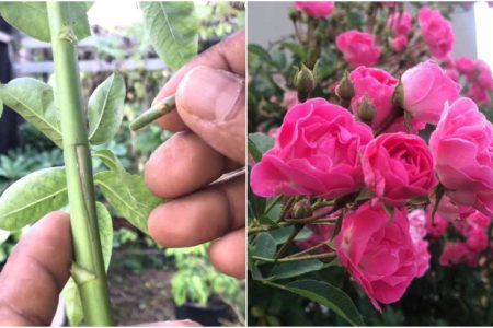 ആർക്കും അറിയാത്ത ഈ ഒരു സൂത്രം ചെയ്താൽ മതി! മരം പോലെ റോസ് പൂത്തുലയും; ഇനി റോസ് ചെടി മരം പോലെ ആക്കാം!!