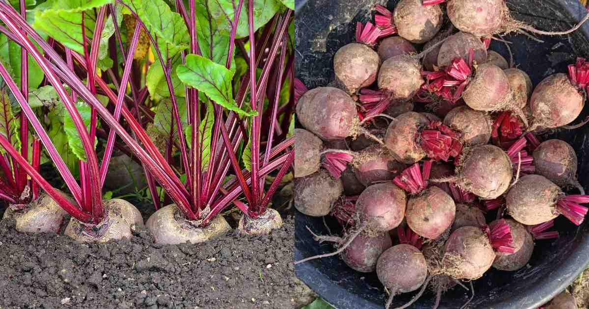 Easy Beetroot Cultivation Tips