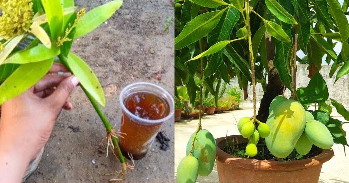 Mango Tree in Pot