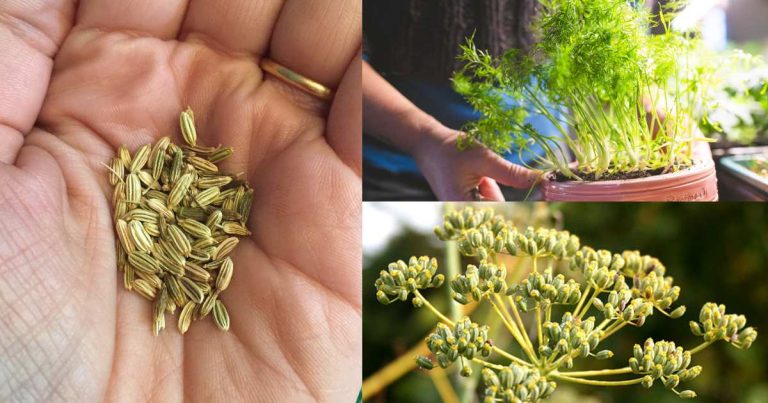 Fennel Seeds cultivation Tips