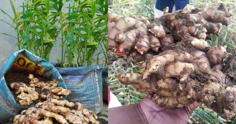 Ginger Cultivation In Grow Bags