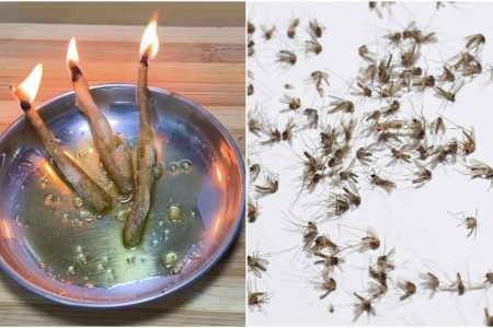 കൊതുകിനെ കൊണ്ട് പൊറുതിമുട്ടിയോ? കൊതുക് ഇനി ഏഴയലത്ത് വരില്ല ഇങ്ങനെ ചെയ്താൽ, ഈ സൂത്രം ഒന്ന് പ്രയോഗിച്ച് നോക്കൂ! | How To Get Rid Of Mosquitoes