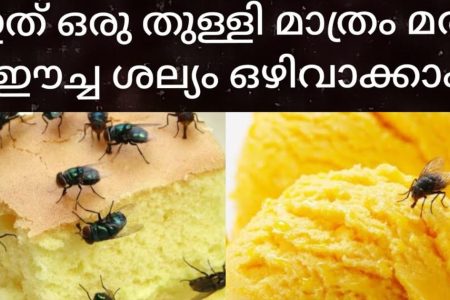 ഒറ്റ സെക്കൻഡിൽ ഈച്ചയെ കൂട്ടത്തോടെ ഓടിക്കാം, ഇത് ഒരു തുള്ളി മതി; വീട്ടിൽ ഇനി ഒരു ഈച്ച പോലും പറക്കില്ല! | How To Get Rid Of House Flies