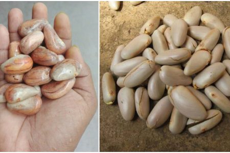 ചക്കകുരു കാലങ്ങളോളം ഫ്രഷ് ആയിരിക്കും! ഈ ചെറിയൊരു സൂത്രപണി ചെയ്താൽ മതി! | Tips To Preserve Chakkakuru