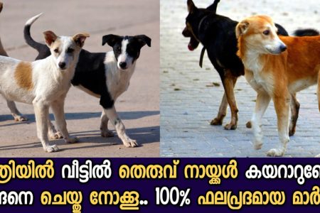 രാത്രിയിൽ തെരുവുനായകൾ വീട്ടിൽ കയറുന്നത് ഒഴിവാക്കാം; കുപ്പിയും വേണ്ട, വെള്ളവും വേണ്ട; ഇങ്ങനെ ചെയ്താൽ മതി നായ്ക്കൾ പറമ്പിൽ തന്നെ കേറില്ല | How To Avoid Street Dogs Away From Home