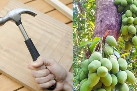 വീട്ടിൽ ചുറ്റിക ഉണ്ടോ!? ഇനി ഏത് പൂക്കാത്ത മാവും നേരത്തെ കുലകുത്തി പൂത്തു കായ്ക്കും, കിലോക്കണക്കിന് മാങ്ങ പൊട്ടിച്ചു മടുക്കും ഉറപ്പ്! | Mango Tree Farming Easy Trick