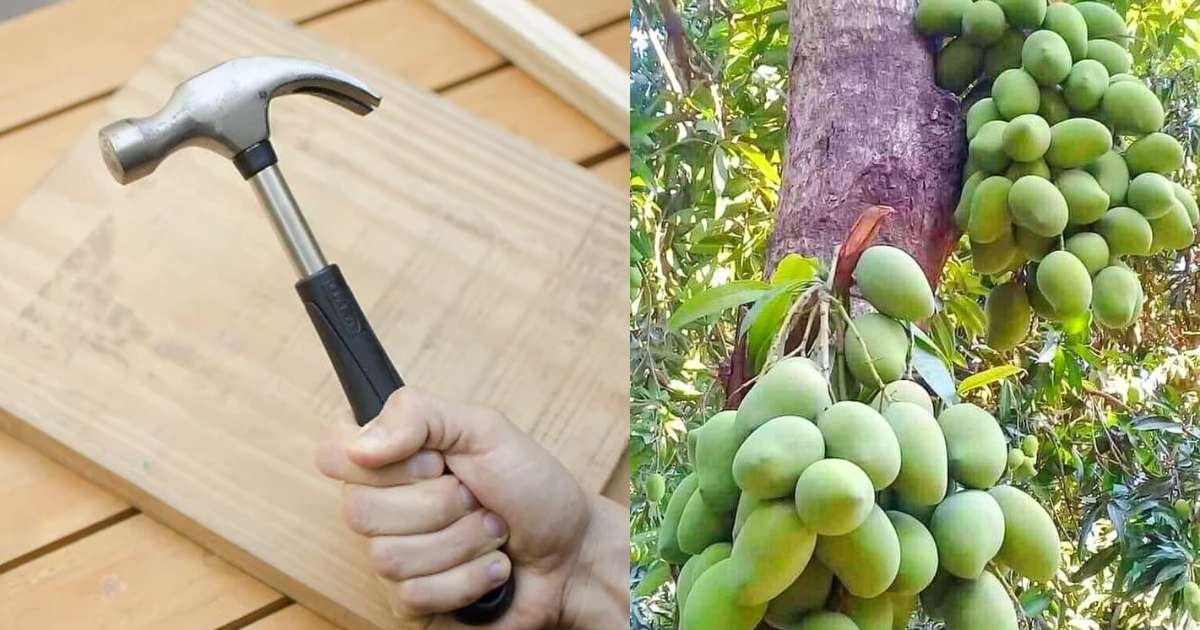 Mango Tree Farming Easy Trick