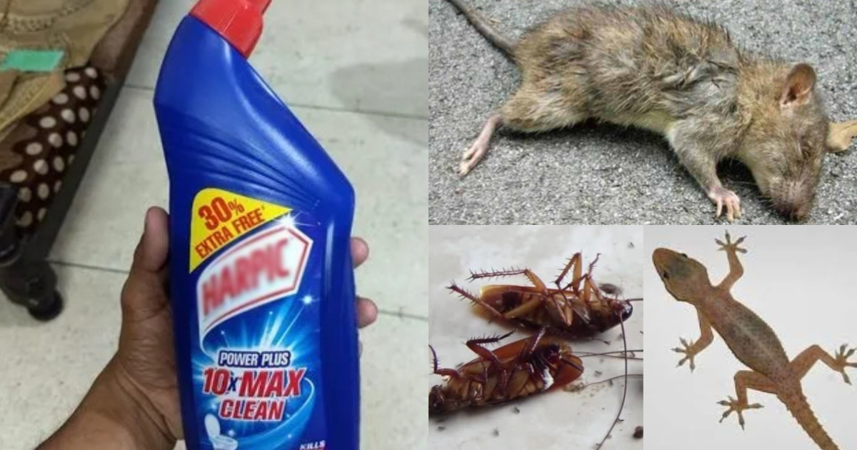 Get ride of rats and lizards and cockroaches