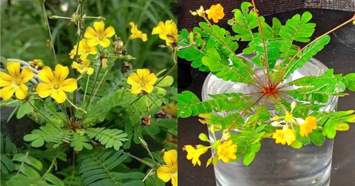 Health benefits of mukkutti plant